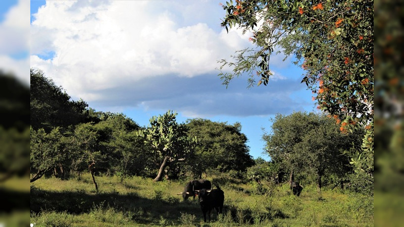 Los toros del ganadero Enrique Fraga viven en un auténtico paraíso terrenal