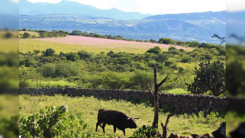 Los toros del ganadero Enrique Fraga viven en un auténtico paraíso terrenal