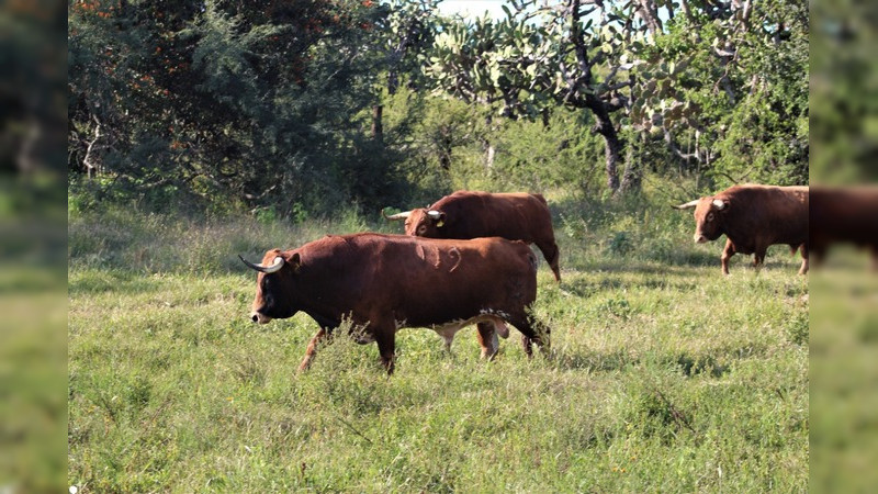 Los toros del ganadero Enrique Fraga viven en un auténtico paraíso terrenal
