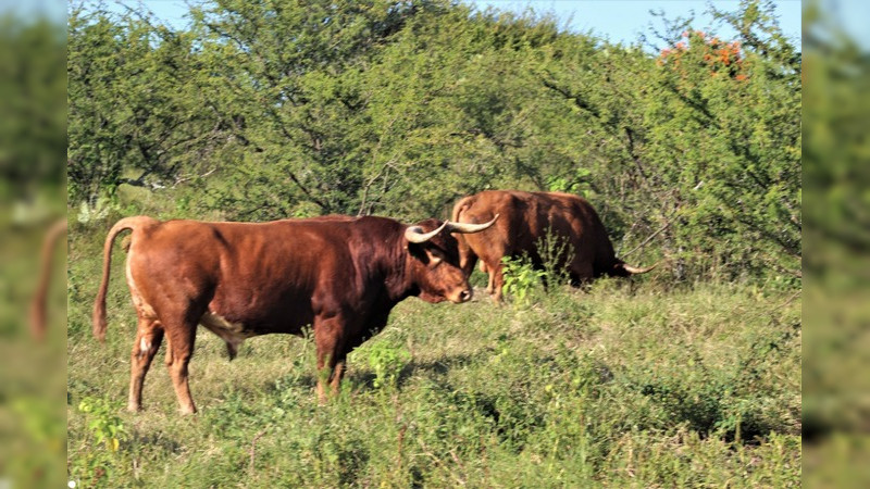 Los toros del ganadero Enrique Fraga viven en un auténtico paraíso terrenal