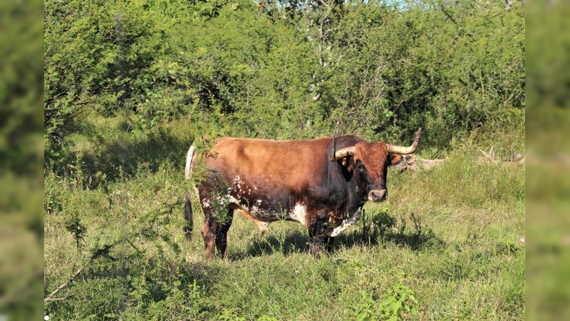 Los toros del ganadero Enrique Fraga viven en un auténtico paraíso terrenal