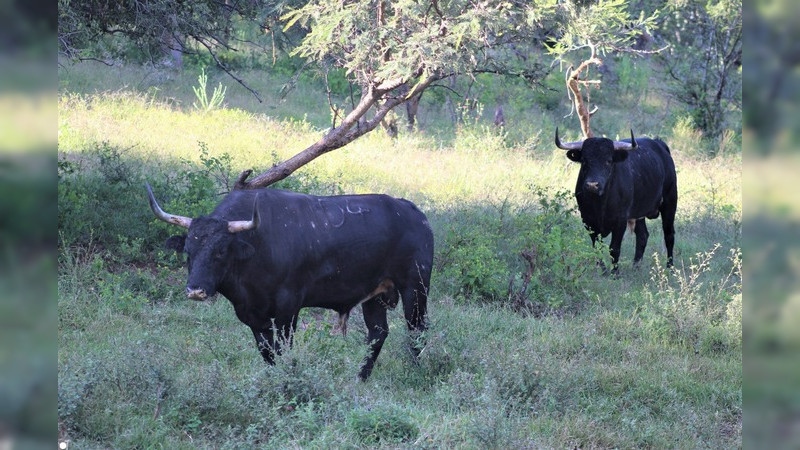 Los toros del ganadero Enrique Fraga viven en un auténtico paraíso terrenal