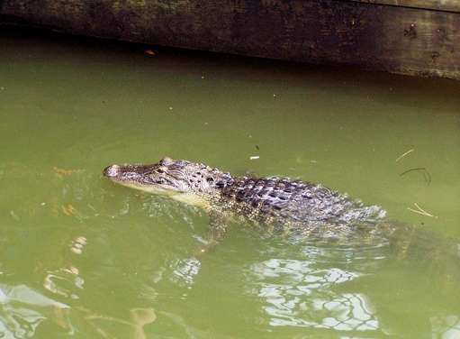 Tras sacrificar cocodrilos, hallan cuerpo del menor atacado en playa de Disney, en Florida 