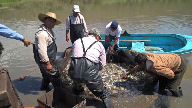 Secretaría de Desarrollo Económico y Emprendedor apoya a pescadores de zona rural de Morelia 