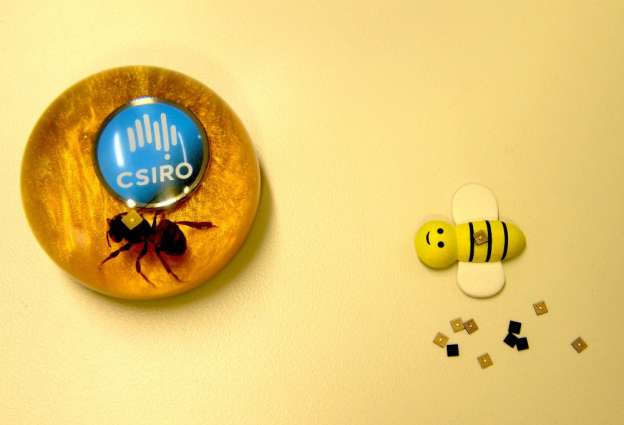 Colocan microsensores en abejas para estudiar su comportamiento y explicar su declive mundial - Foto 0 