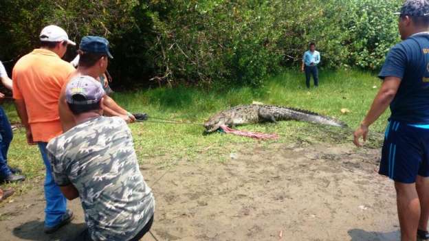 Continúa búsqueda de cocodrilo que se comió a menor en Lázaro Cárdenas, Michoacán - Foto 1 
