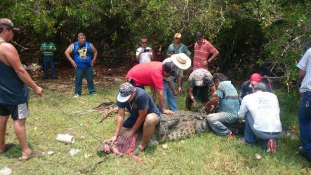 Continúa búsqueda de cocodrilo que se comió a menor en Lázaro Cárdenas, Michoacán - Foto 2 