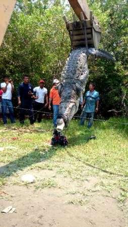 Continúa búsqueda de cocodrilo que se comió a menor en Lázaro Cárdenas, Michoacán - Foto 5 