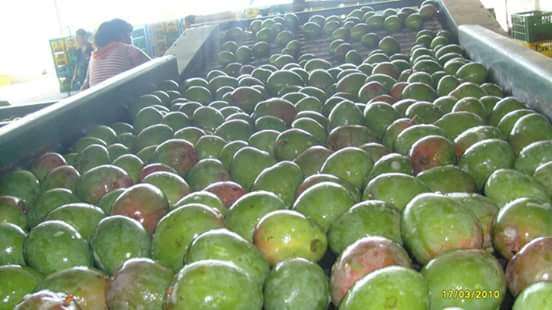 La sobresaturación del mercado ha originado la caída del precio del mango - Foto 0 