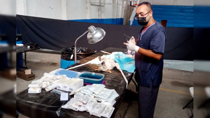 Anuncia SSM campaña de esterilización de mascotas en Cherán, Uruapan y Cuitzeo 