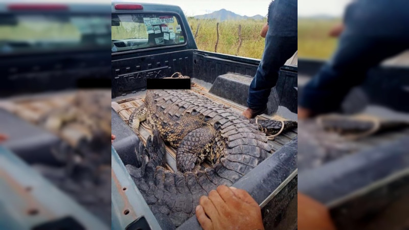 Profepa presenta denuncia por la caza de cocodrilo en Tepalcatepec 