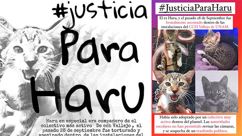 Exigen justicia para el gato Haru, torturado y asesinado en el CCH Vallejo