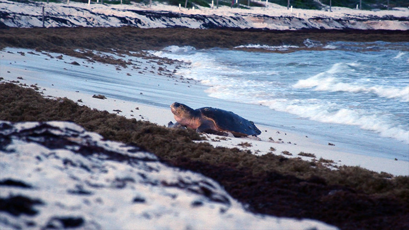 Llega a Morelia, el Festival Internacional de Cortometrajes Shorts México
