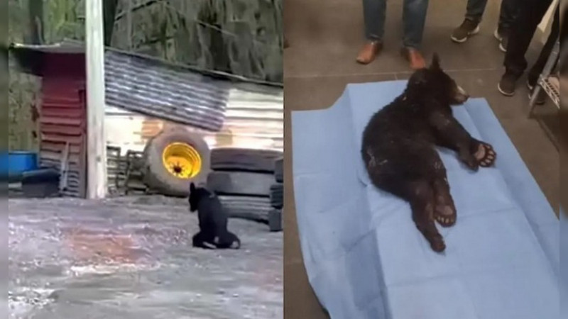 Oso negro bebé se arrastra tras ser baleado en Santiago, Nuevo León