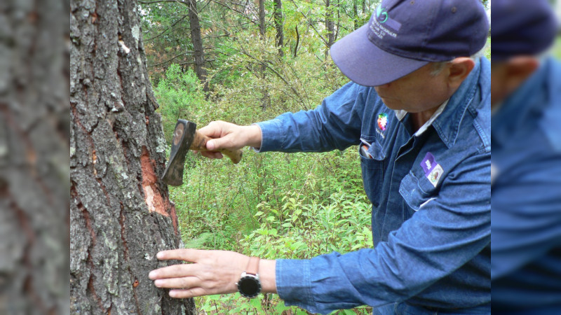 Cofom mantiene monitoreo ante la presencia de plagas y enfermedades forestales