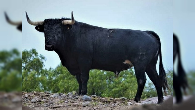 Isaac Fonseca enfrentará seis torazos de los que en México pocos se atreven a encarar