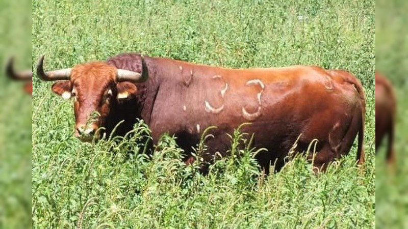 Isaac Fonseca enfrentará seis torazos de los que en México pocos se atreven a encarar