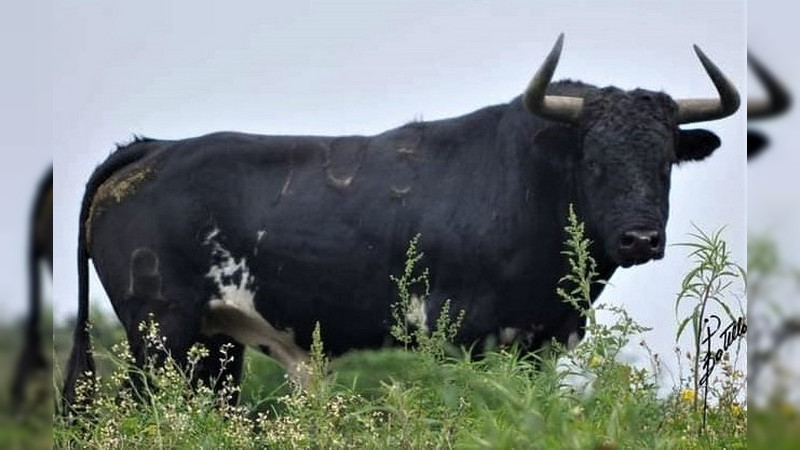 Isaac Fonseca enfrentará seis torazos de los que en México pocos se atreven a encarar