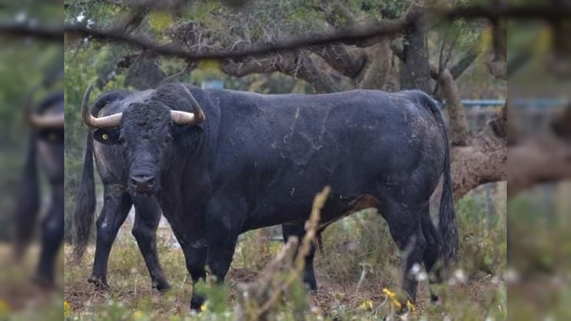 Isaac Fonseca enfrentará seis torazos de los que en México pocos se atreven a encarar