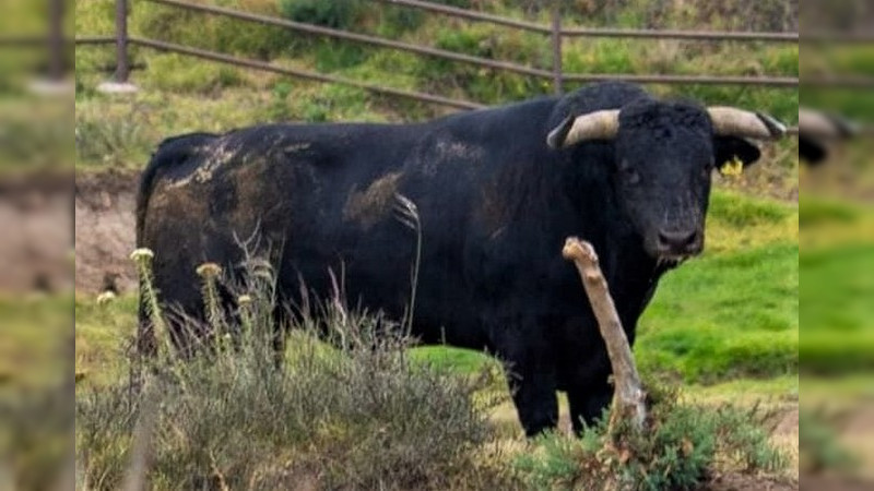 Isaac Fonseca enfrentará seis torazos de los que en México pocos se atreven a encarar