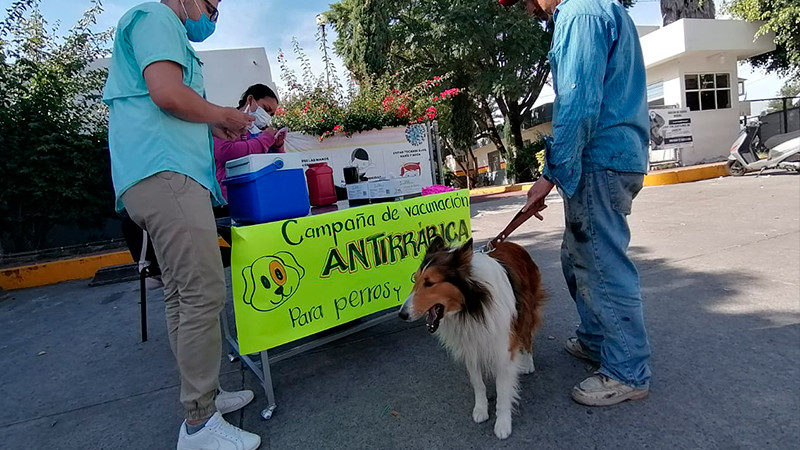 Aplicadas 120 mil dosis de vacuna antirrábica en Michoacán 