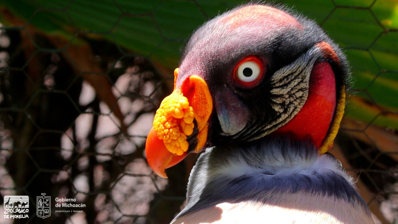 Zoológico de Morelia invita a conocer el zopilote rey 