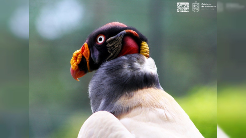 Zoológico de Morelia invita a conocer el zopilote rey 