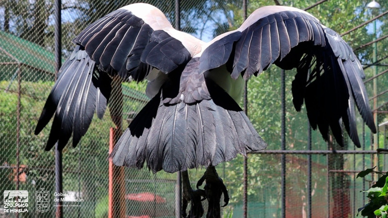 Zoológico de Morelia invita a conocer el zopilote rey 