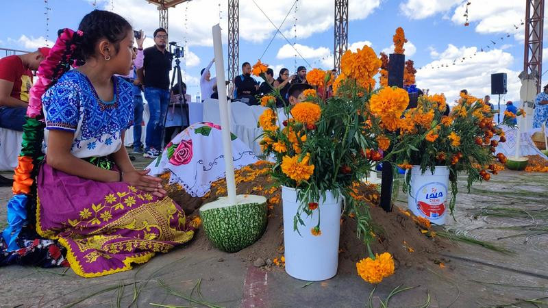 Falso que en Michoacán se use semilla china para macetas de cempasúchil: Sader 