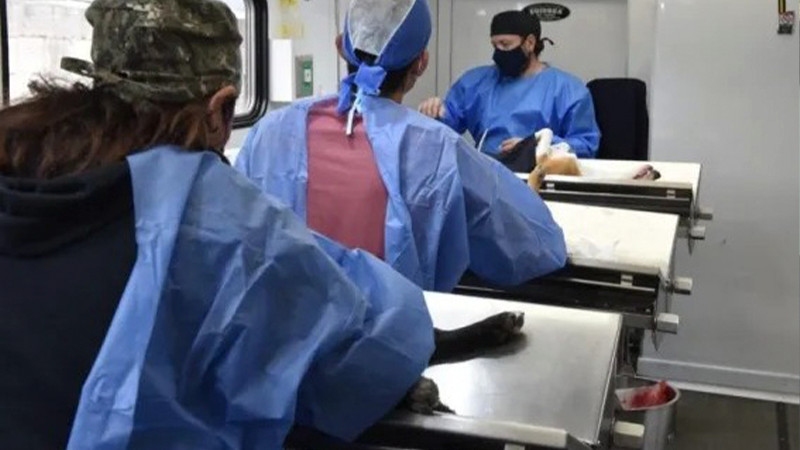 Anuncia Secretaría de Salud de Michoacán nueva jornada de esterilización canina y felina en Morelia 