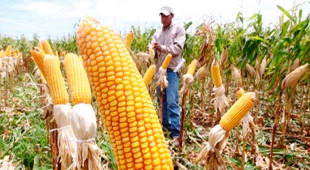 Maiceros michoacanos más productivos que el promedio nacional 