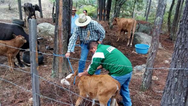 En Michoacán se promueve la sanidad animal 