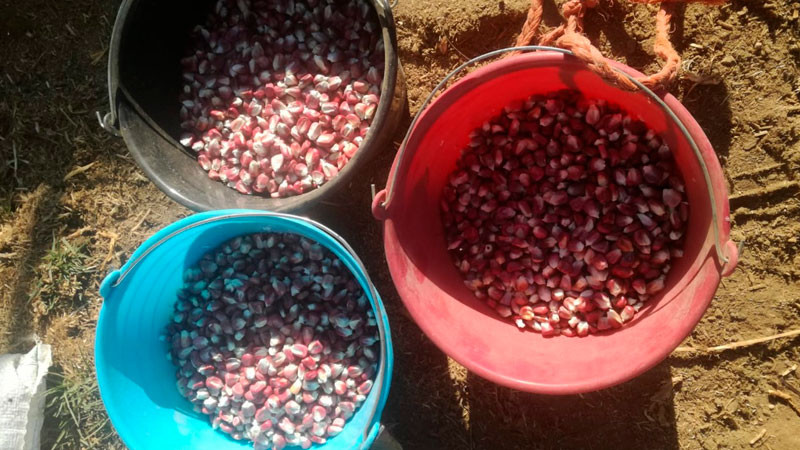 Inaugurará la Universidad Intercultural Indígena de Michoacán la primera Casa de Semillas en Kananguio