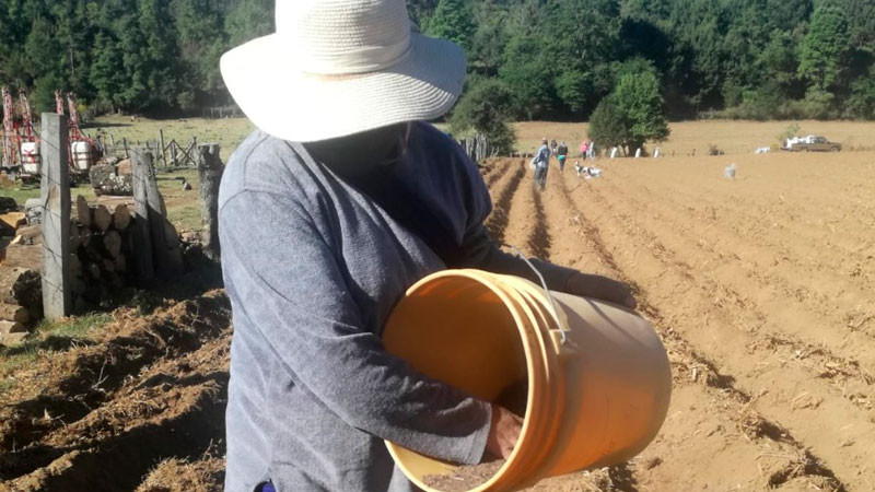 Inaugurará la Universidad Intercultural Indígena de Michoacán la primera Casa de Semillas en Kananguio