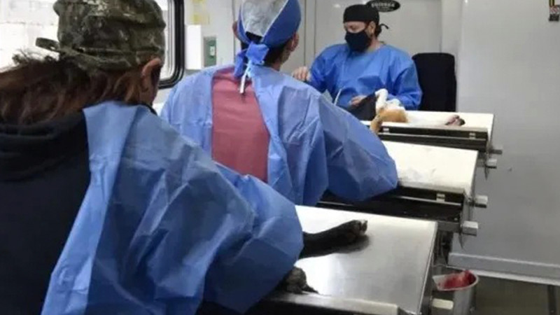 Anuncia Secretaría de Salud de Michoacán  jornadas de esterilización gratuita en Angahuan, Zitácuaro y Tlalpujahua 