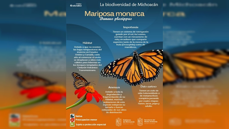 Comienza el arribo de la mariposa monarca a Michoacán  