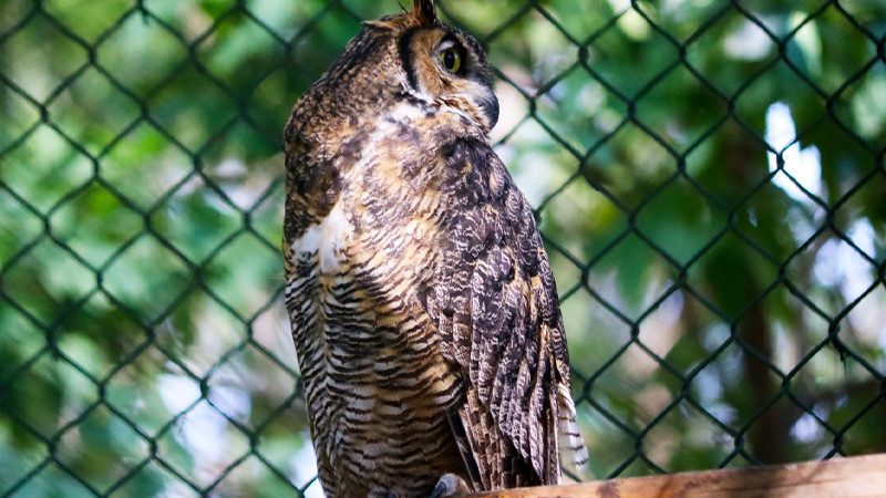 Búho cornudo, importante eslabón en el mundo animal