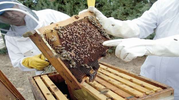 Buscan incrementar la apicultura 