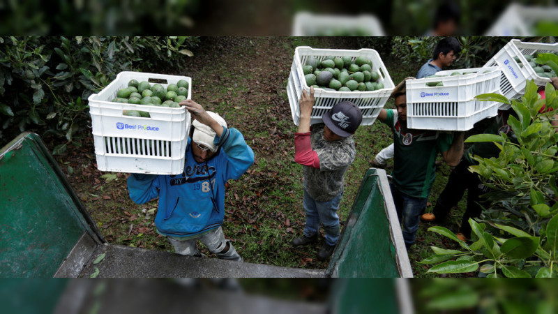 Estiman en mil 400 millones de pesos, suma por extorsiones a productores de aguacate en Michoacán 