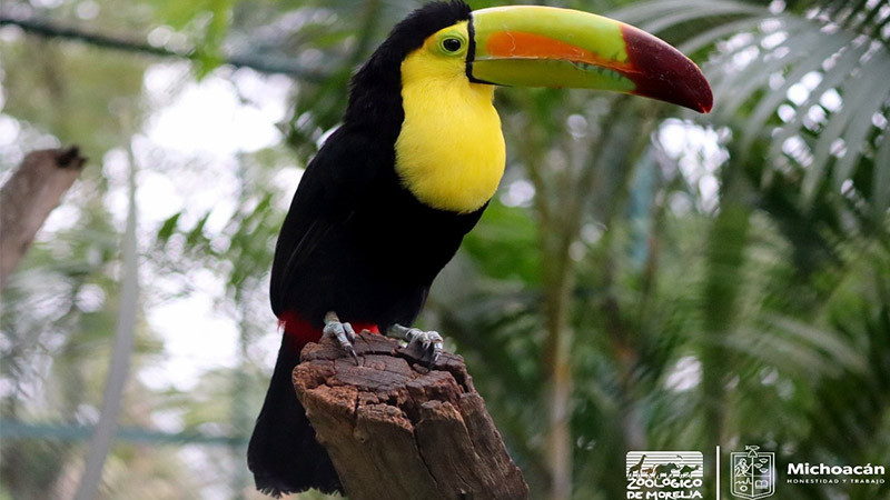 Invita el Zoológico de Morelia a conocer al tucán “piquiverde” 