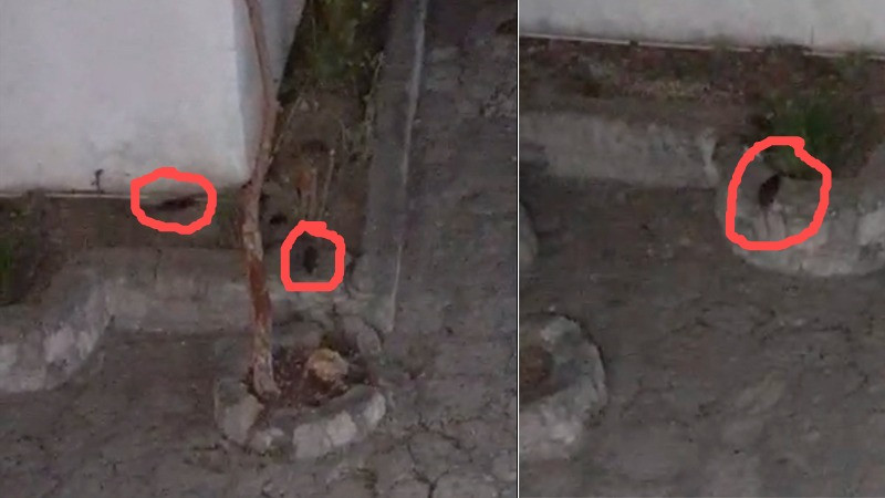 Plaga de ratas en el Congreso de Michoacán, denuncian empleados