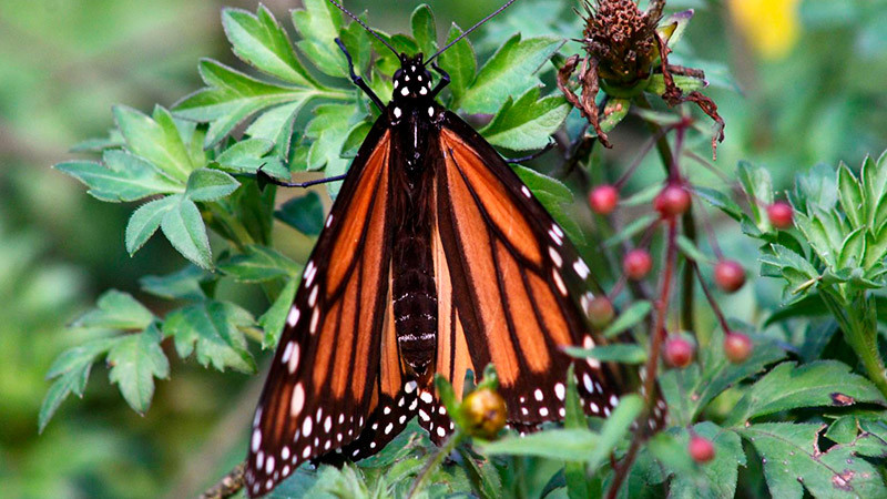 Abren santuarios de la mariposa monarca, temporada de hibernación 2022-2023 