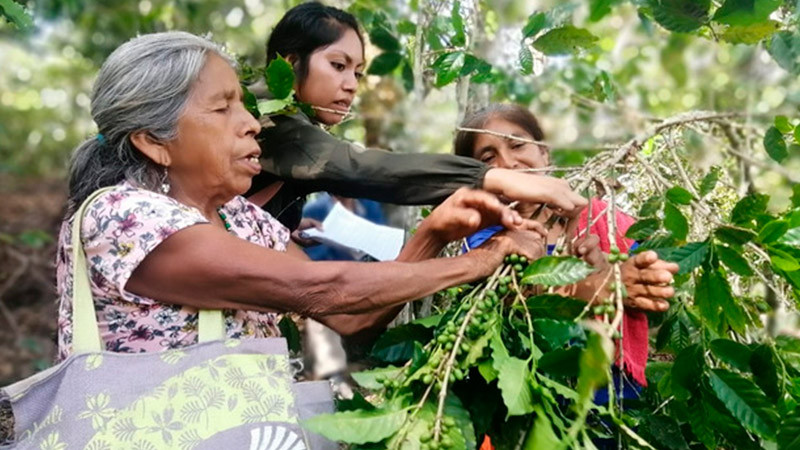 Inicia Feria Intercultural “Vida Café” en Hidalgo 