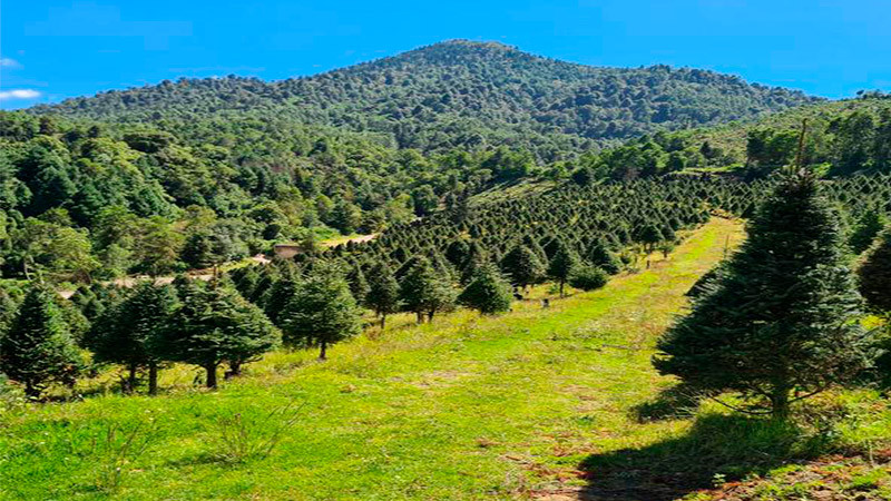 Anuncia Cofom puntos de venta de árboles de Navidad 2022 en Michoacán 