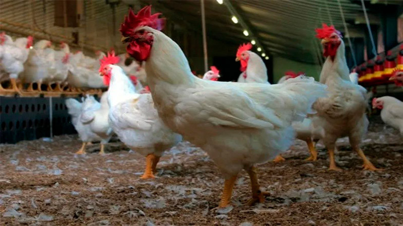  Levantan cuarentena por gripe Aviar en Nuevo León 