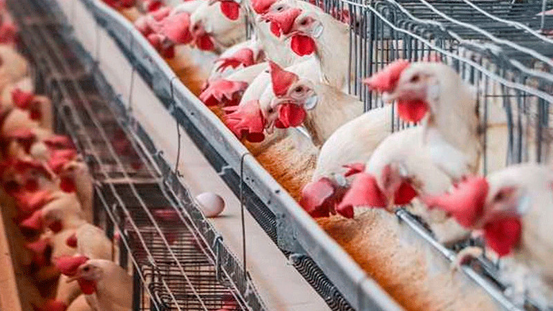 En Jalisco vacunan a más de cuatro millones de aves por gripe aviar 
