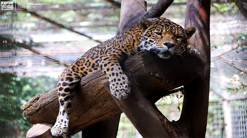 ZooMorelia, por la preservación del jaguar 