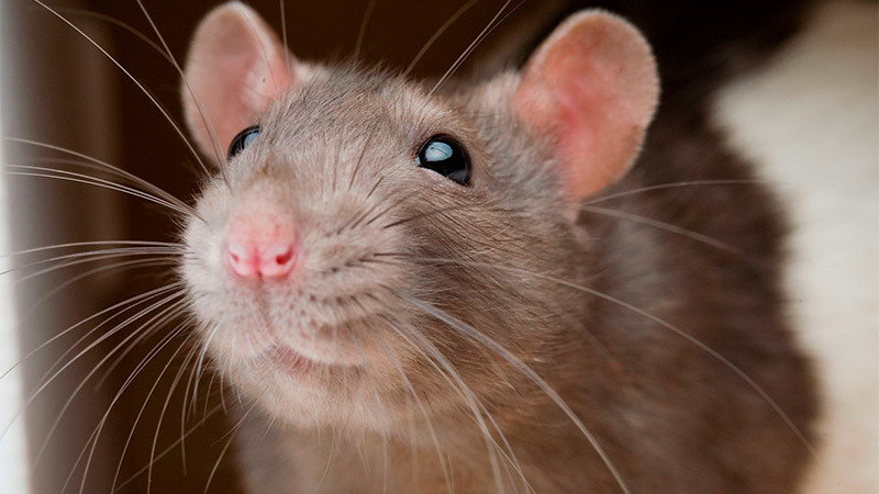 Plagas de ratas en Morelia ya dañó adornos navideños; Dirección de Parques y Jardines del Ayuntamiento de Morelia 