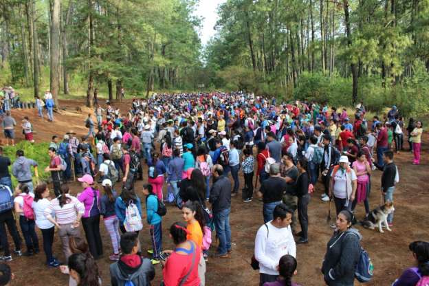 Michoacanos comprometidos con la  reforestación  