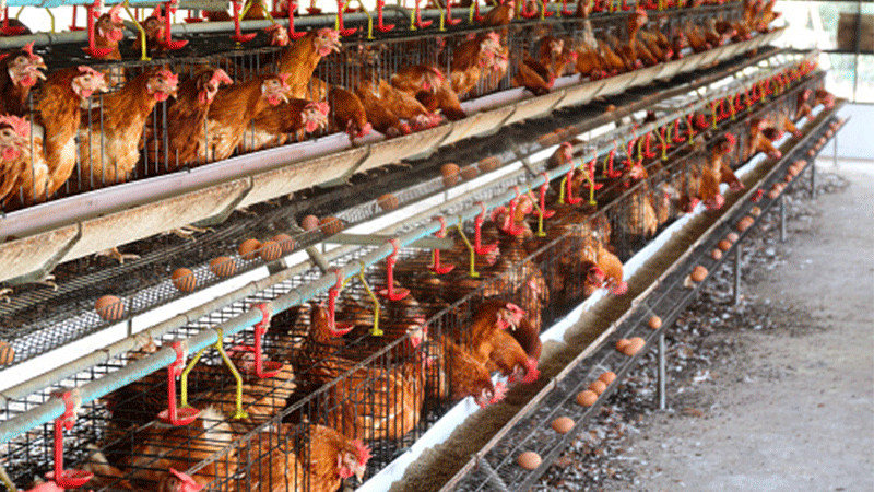 Se sacrificarán a más de 100 mil aves por gripe aviar en Yucatán 